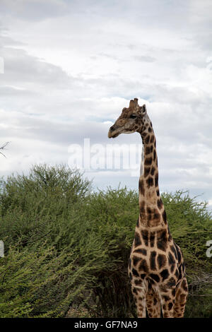 Girafe à Okonjima Réserver en Namibie Banque D'Images