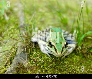 Close up of a Green et Brown bullfrog dans un marais. Banque D'Images