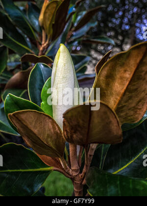 On a trouvé cette fleur de magnolia sur un arbre lors d'une promenade. Banque D'Images