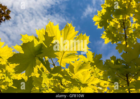 Feuilles d'érable d'été à Niagara Falls, Canada Banque D'Images