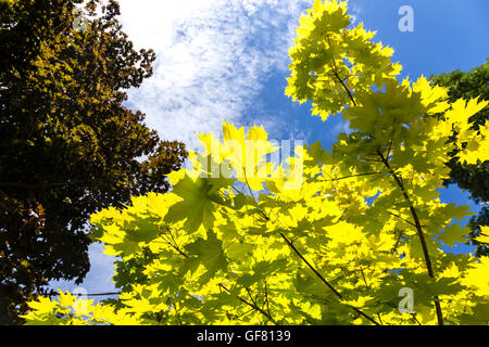 De nouvelles feuilles d'érable à Niagara Falls, Canada Banque D'Images