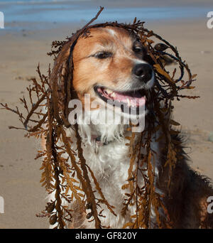 Drôle d'humour chien photo - rouge et blanc moelleux collie chien à la plage avec des algues sur la tête Banque D'Images