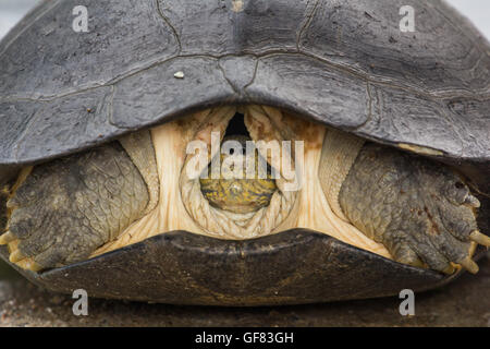 Tête grosse tortue à l'intérieur de shell Banque D'Images