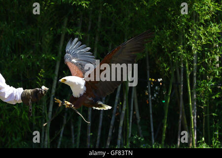 African sea eagle landing sur le gant d'un falconer Banque D'Images