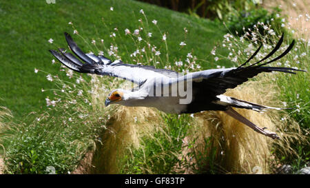 Portrait de l'oiseau secrétaire, saggitarius serpentarius, en vol Banque D'Images