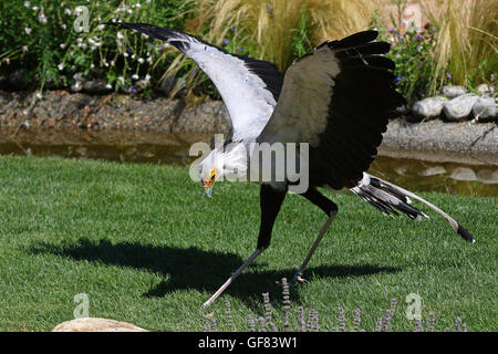 Portrait de l'oiseau secrétaire, saggitarius serpentarius, avec open wings in Green grass Banque D'Images