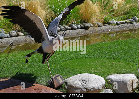 Portrait de l'oiseau secrétaire, saggitarius serpentarius, avec open wings in Green grass Banque D'Images