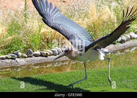 Portrait d'un flamant rose (Phoenicopterus ruber crumenifer marabout africain, en vol Banque D'Images