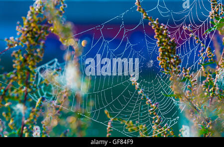 Araignées sur l'herbe avec des gouttes de rosée, Spider Web in forest Banque D'Images