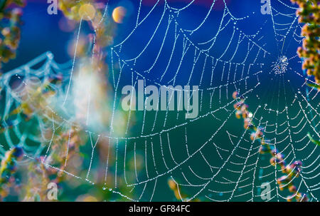 Araignées sur l'herbe avec des gouttes de rosée Banque D'Images