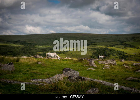 Les poneys sauvages sur Tor, Dartmoor, Devon, UK Banque D'Images