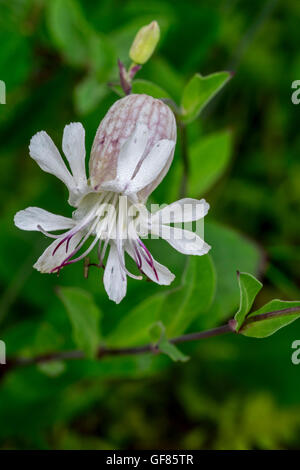 La silène / maidenstears (Silene vulgaris) en fleurs Banque D'Images