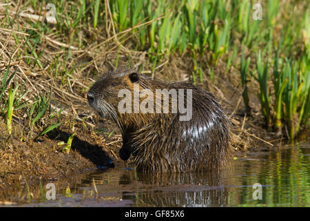 / Ragondin rat river / le ragondin (Myocastor coypus) originaire d'Amérique du Sud le long du lac de nourriture shore Banque D'Images
