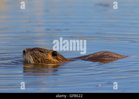 / Ragondin rat river / le ragondin (Myocastor coypus) originaire de l'Amérique du Sud la natation dans l'étang Banque D'Images