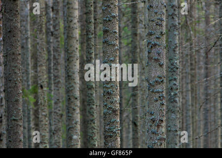 Les épinettes de Norvège / European Epicéa (Picea abies) sur le tronc des arbres couverts de lichen dans la forêt de conifères Banque D'Images