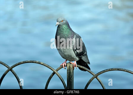 Pigeon (Columba livia domestica) assis sur la clôture métallique, Central London, England, UK Banque D'Images