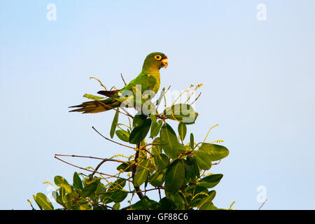 Perruche rieuses Aratinga canicularis Orange San Blas, Nayarit, Mexique 7 juin psittacidés Adultes Banque D'Images