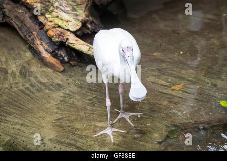 Une spatule d'Afrique (Platalea alba), en captivité, au Zoo de Calgary, Calgary, Alberta, Canada. Banque D'Images