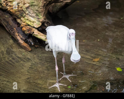 Une spatule d'Afrique (Platalea alba), en captivité, au Zoo de Calgary, Calgary, Alberta, Canada. Banque D'Images