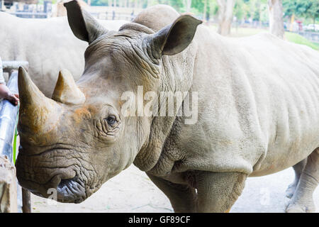 Un gros plan d'une femme / rhino rhinoceros et son veau. Exhibant sa belle corne. Protéger son veau. L'Afrique du Sud Banque D'Images