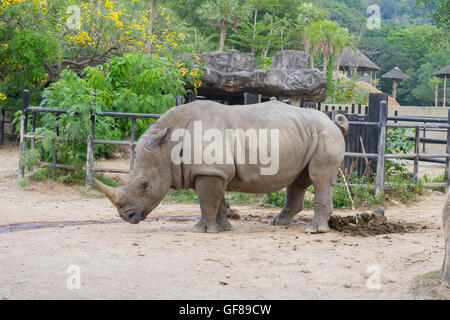 Un gros plan d'une femme / rhino rhinoceros et son veau. Exhibant sa belle corne. Protéger son veau. L'Afrique du Sud Banque D'Images