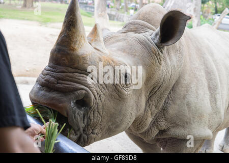 Un gros plan d'une femme / rhino rhinoceros et son veau. Exhibant sa belle corne. Protéger son veau. L'Afrique du Sud Banque D'Images