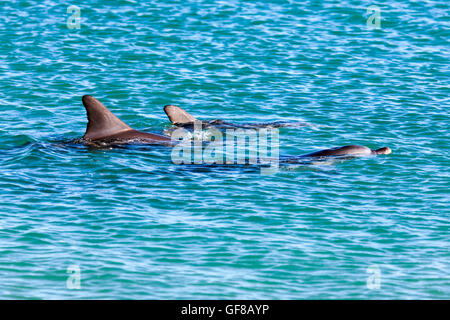 Bottlenosed Dolphins dans l'ouest de l'Australie Banque D'Images