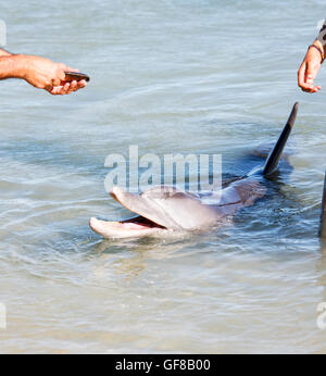 Bottlenosed Dolphins dans l'ouest de l'Australie Banque D'Images