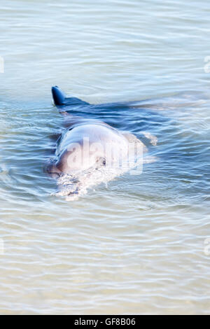 Bottlenosed Dolphins dans l'ouest de l'Australie Banque D'Images