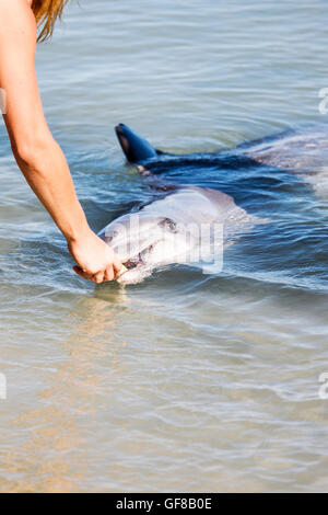 Bottlenosed Dolphins dans l'ouest de l'Australie Banque D'Images