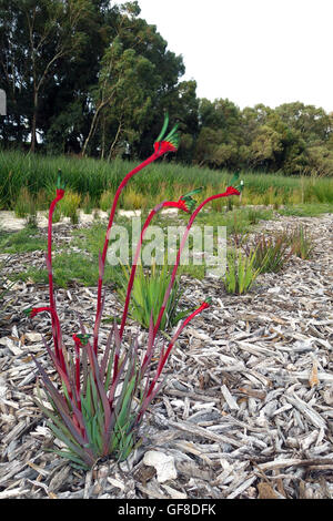 Le rouge et vert kangaroo paws (Anigozanthus mangelsi) floraison dans les terres humides restaurées, Eric Singleton Bird Sanctuary, Perth Banque D'Images