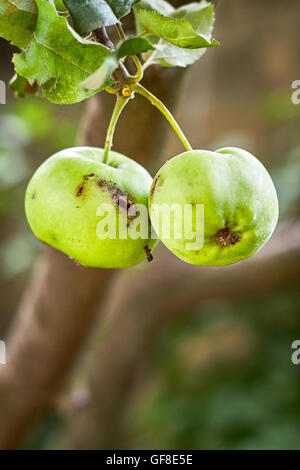 Pomme verte avec de trou de ver. Copy space Banque D'Images