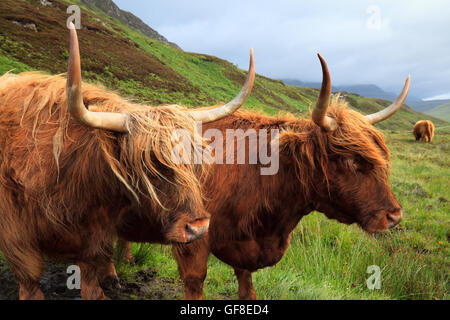 Les vaches dans l'île de Skye, en Ecosse Banque D'Images