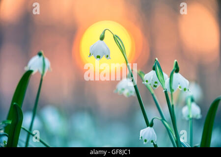 Flocon de neige de printemps, printemps, bloomers au coucher du soleil Banque D'Images