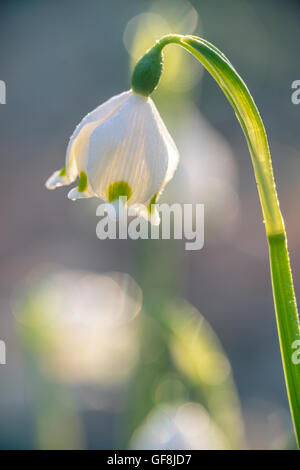 Flocon de neige de printemps, printemps, bloomers au lever du soleil Banque D'Images