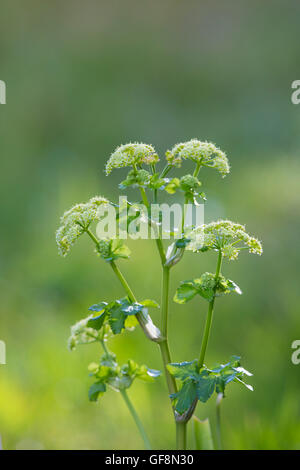 Alexanders Smyrnium olusatrum Cornwall ; fleurs ; UK Banque D'Images