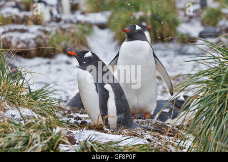 La neige qui tombe sur deux manchots comme ils font leur chemin à travers la colonie de Gold Harbour en Géorgie du Sud. Banque D'Images