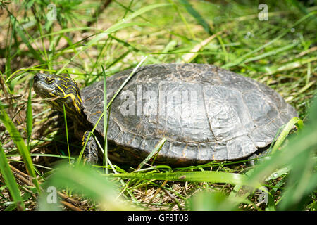 Une tortue peinte de l'ouest (Chrysemys picta bellii), en captivité, au Zoo de Calgary, Calgary, Alberta, Canada. Banque D'Images