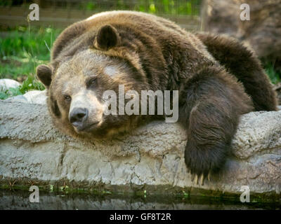 Un grand mâle, Skoki, grizzli, paresseux par intérim au Zoo de Calgary, Calgary, Alberta, Canada. Banque D'Images