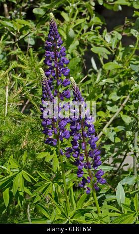 Lupins bleus sauvages, Val Mare, Parc National du Stelvio, Italie Banque D'Images