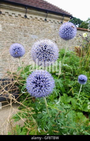 L'allium Caeruleum Plant -1 Banque D'Images