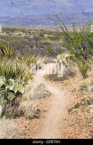 Le sentier de l'Arizona en passant par le yucca et la société sur son chemin. Las Cienegas National Conservation Area, Arizona Banque D'Images