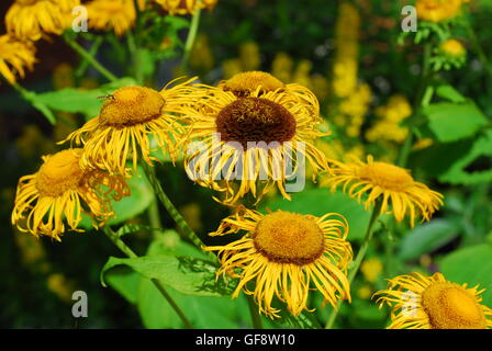 Grande aunée, Inula helenium Banque D'Images