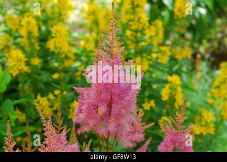 Astilbe arendsii astilbe, fleurs Banque D'Images