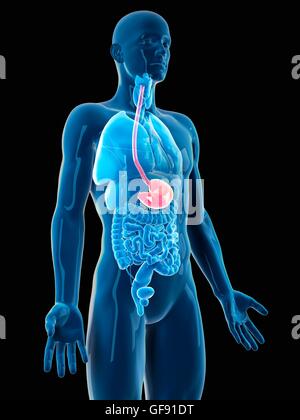 Les droits de l'estomac, de l'illustration. Banque D'Images