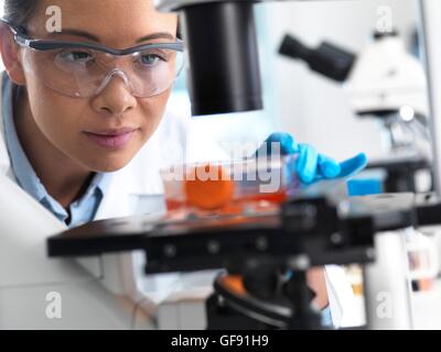 Parution de la propriété. Parution du modèle. Chercheur en laboratoire à l'aide d'un microscope pour examiner les cellules souches dans un pot de culture. Banque D'Images