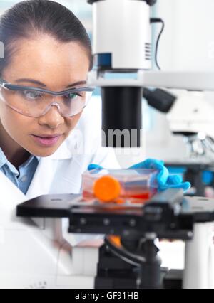 Parution de la propriété. Parution du modèle. Chercheur en laboratoire à l'aide d'un microscope pour examiner les cellules souches dans un pot de culture. Banque D'Images