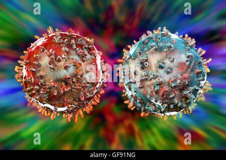 T-lymphocyte (rouge) et B-lymphocyte (bleu), de l'oeuvre de l'ordinateur. Ces cellules sont une partie du système immunitaire. La maturité des cellules B dans la moelle osseuse et sont responsables de l'immunité humorale ; ils opèrent en reconnaissant un site spécifique (antigène) sur la surfa Banque D'Images