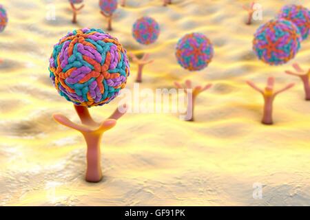 Illustration d'ordinateur d'un virus Zika (ZIKV) panneaux de particules - aggloméré (sphérique) connecté à un récepteur d'AXEL sur la surface d'une cellule souches neurales. ZIKV est un ARN (acide ribonucléique) du virus qui est transmis aux humains par la piqûre de moustiques infectés Aedes sp.. Il c Banque D'Images
