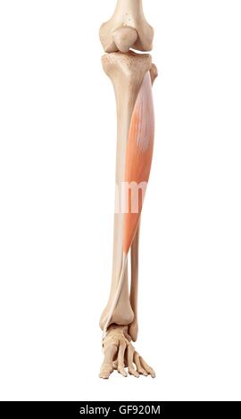 Les muscles de la jambe inférieure, de l'illustration. Banque D'Images